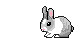 This is a cute bunny.